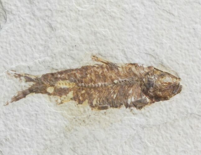 Bargain Knightia Fossil Fish - Wyoming #39680